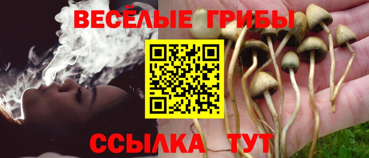 Галлюциногенные грибы Psilocybine cubensis Черногорск